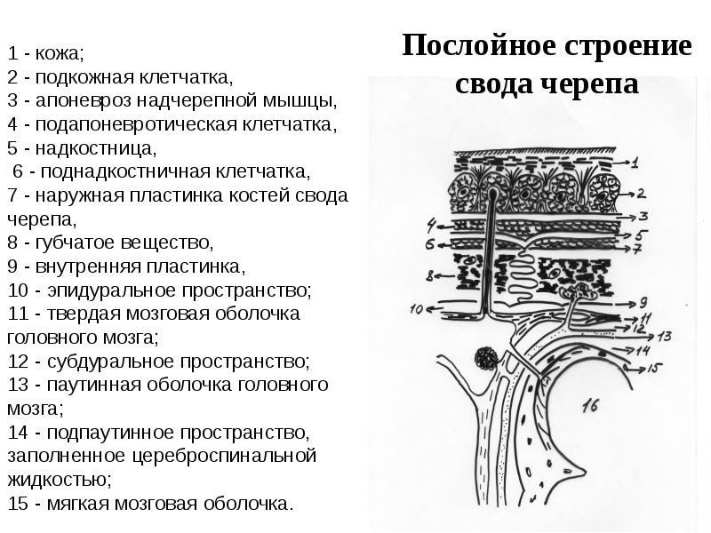 Послойное расположение анатомических образований областей тела
