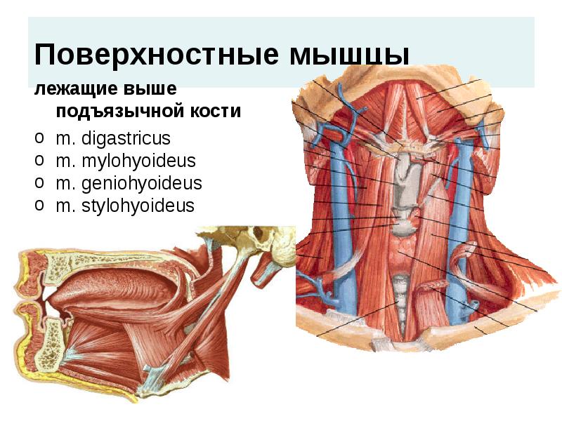 Мышца выше. Mylohyoideus мышца. Подбородочно-подъязычная мышца (m. geniohyoideus). Мышцы лежащие выше подъязычной кости. Мышцы подъязычной кости.