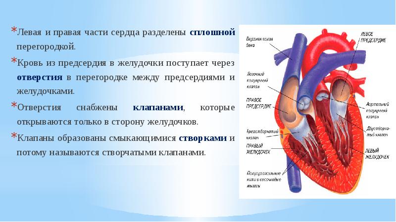 Какая кровь содержится в левой части сердца. Что разделяет сердце на левую и правую части. В левой и правой части сердца. Правое и левое части сердца человек. Сердце человека разделено сплошной перегородкой на левую.