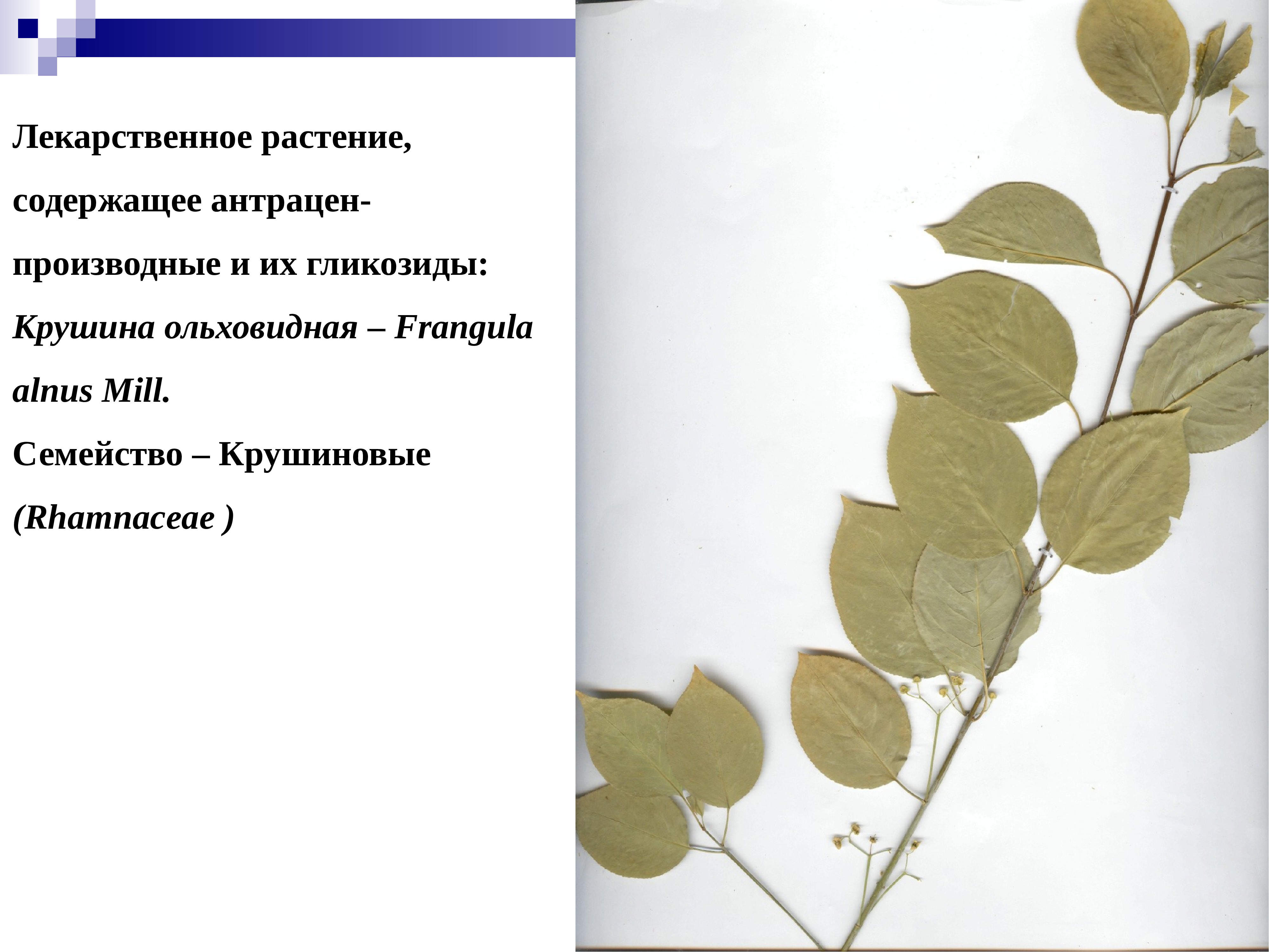 Екатерина и павел собрали и подготовили для гербария образцы растений