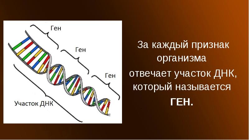 Адам геномы презентация