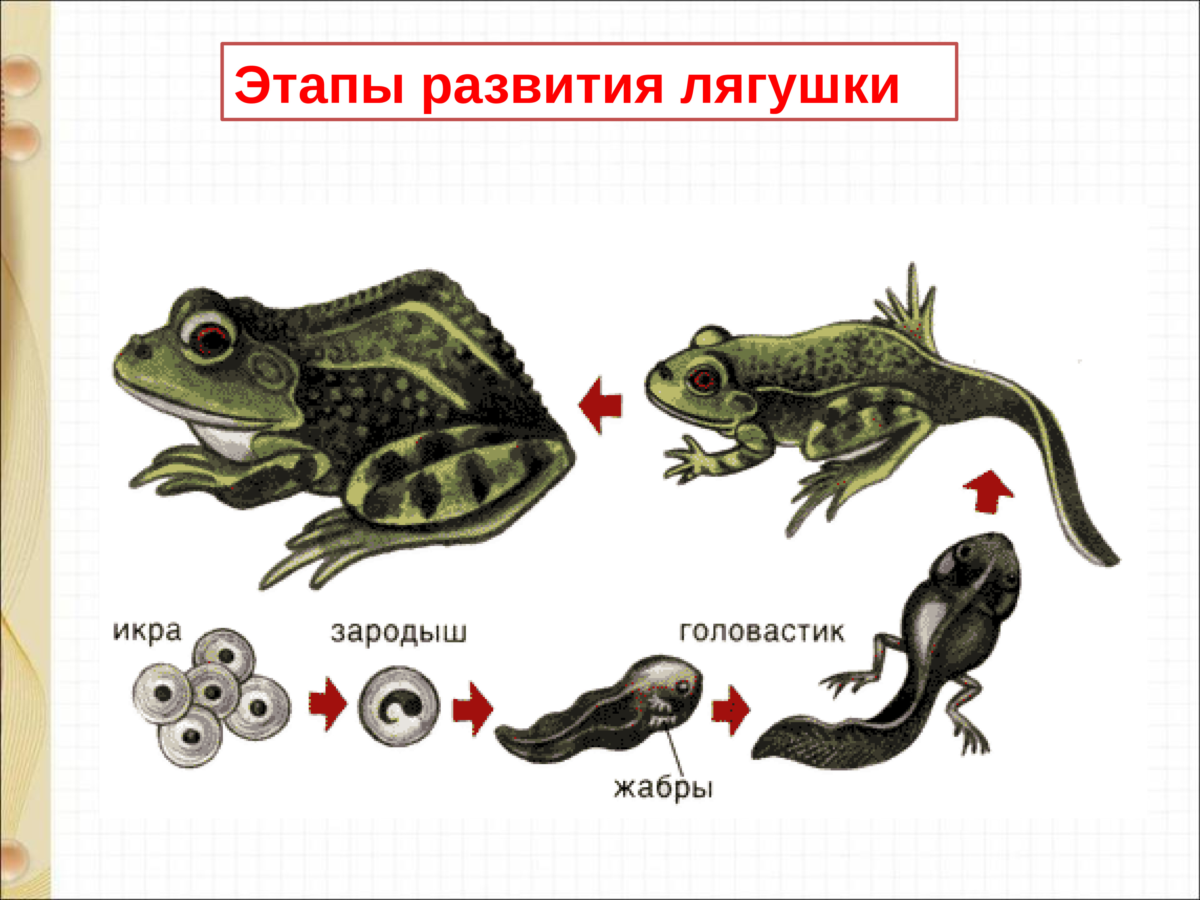 Эволюция лягушки из головастика