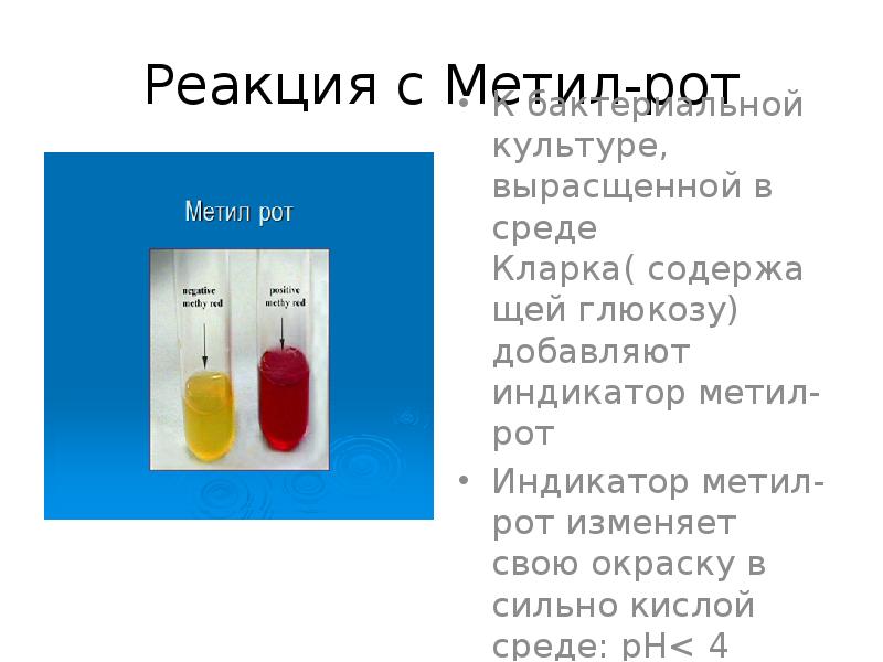Реакция с Метил-рот
К бактериальной культуре, вырасщенной в среде Кларка( содержащей Реакция с Метил-рот
К бактериальной культуре, вырасщенной в среде Кларка( содержащей