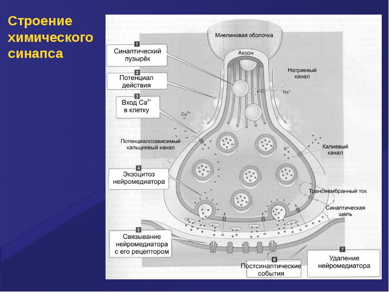 Строение синапса. Строение синапса везикулы. Химический синапс общий план строения. Строение химического синапса рисунок. Электрический синапс гистология.