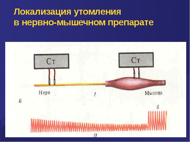 Утомление мышц. Утомление нервно-мышечного препарата. Локализация утомления. Утомление в нервно мышечном синапсе. Утомление нерва изолированной мышцы нервно-мышечного препарата.