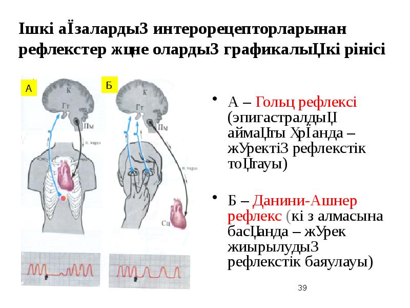 Рефлекс ашнера схема