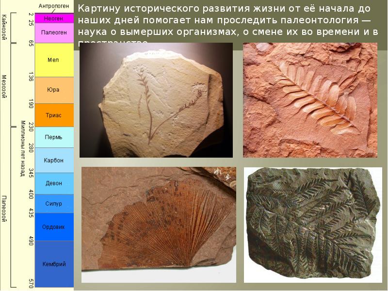 Презентация происхождение растений