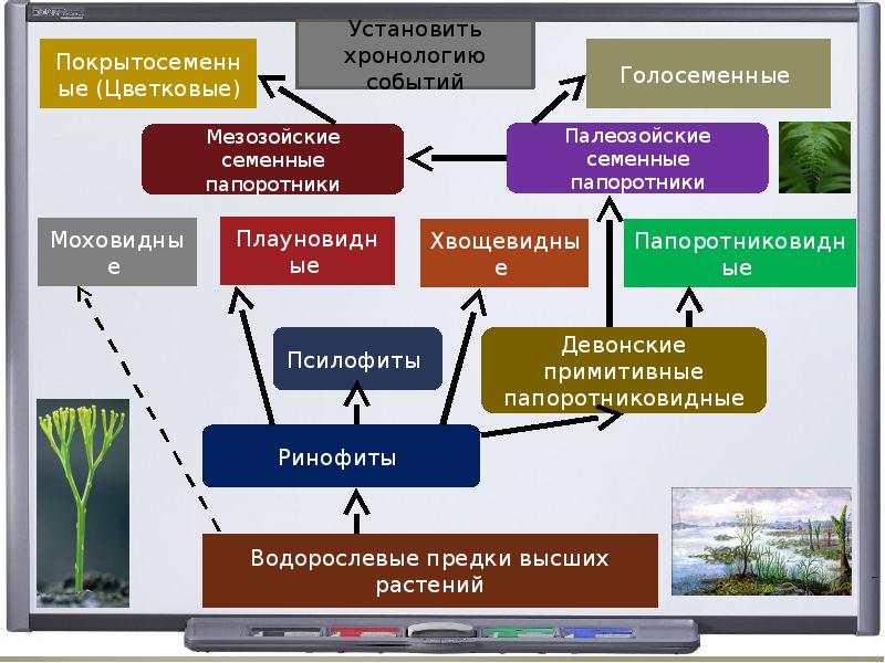 Составьте схему происхождение и эволюция растений. Водорослевые предки высших растений. Эволюция. Растения. Происхождение и Эволюция растений. Эволюция растений схема.