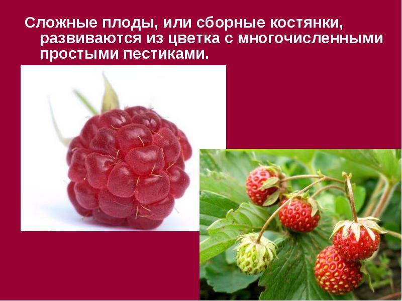 Семена и плоды презентация 1 класс