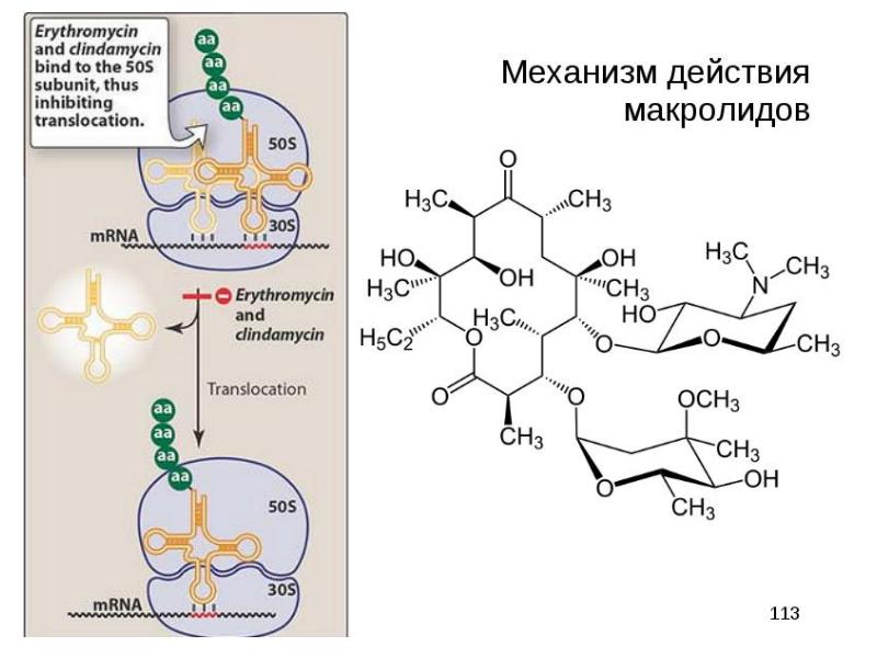 Макролиды антибиотики презентация