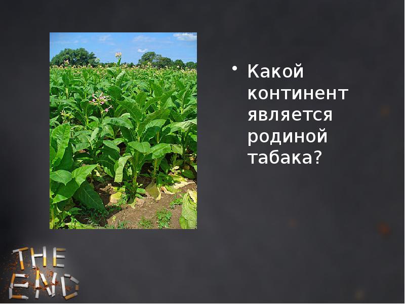 Что является родиной. Родиной табака является. Родина табака на карте. Какой материк является родиной картофеля.