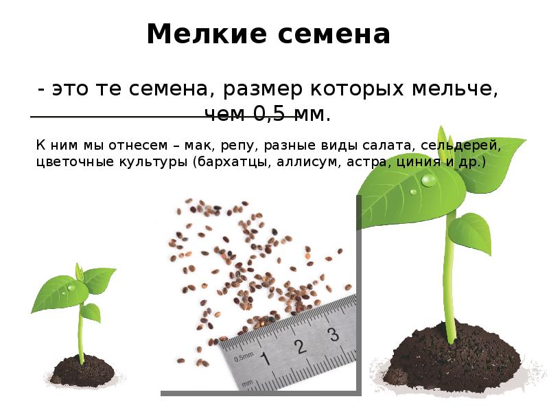 Этапы подготовки семян к посеву