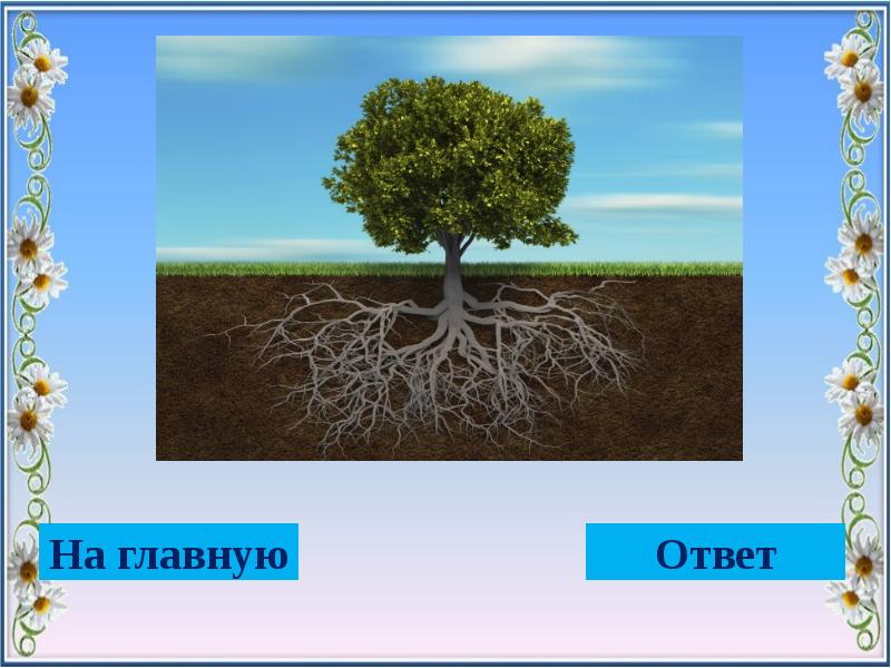 Дерево держится корнями а человек семьей презентация