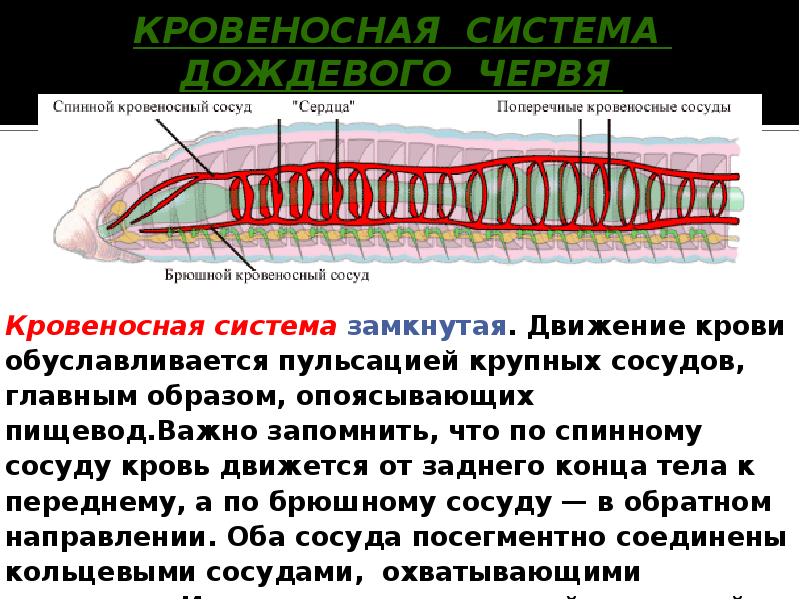 Кольцевые сосуды дождевого червя. Схема кровеносной системы дождевого червя. Нервная система дождевого червя. Органы кровеносной системы кольчатых червей.
