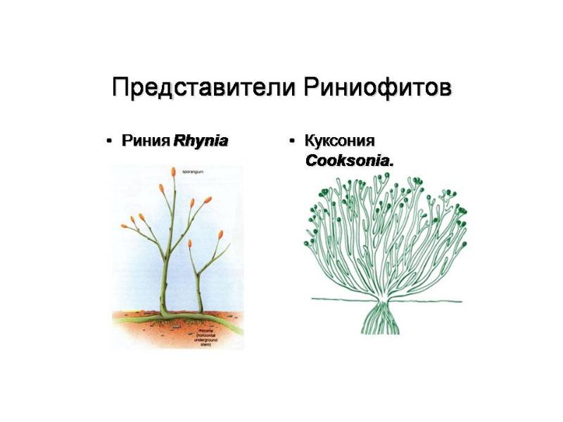 Строение риниофитов рисунок