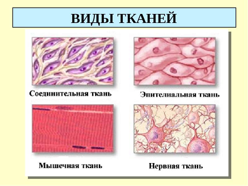 Реферат: Типы тканей в организме человека