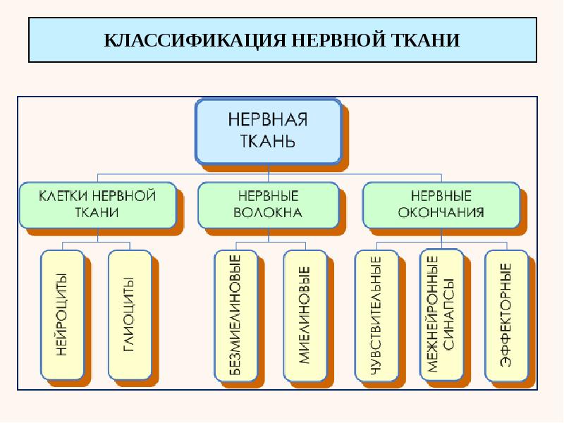 Функциональная классификация тканей. Классификация нервной ткани. Классификация нервнойной ткани. Классификация неовнойткаеи. Классификация тканей человека.