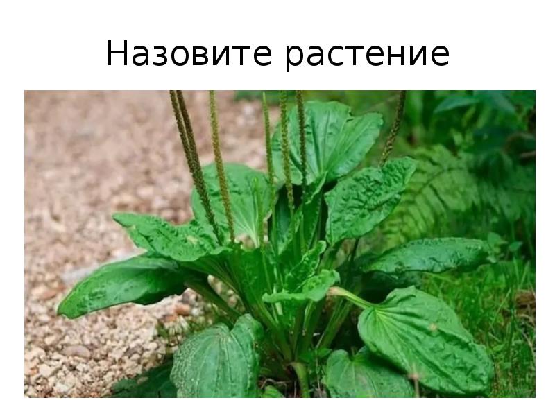 Что как называется это растение. Название цветов произошедших от растений. Что как называется это растение. Что как называется это растение. Растения со смешными названиями с фото.
