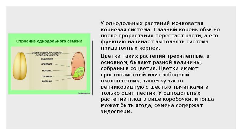 Презентация на тему класс однодольные 6 класс