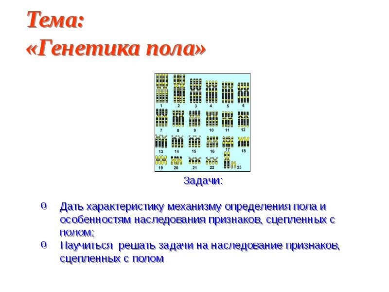 Презентация генетическое определение пола