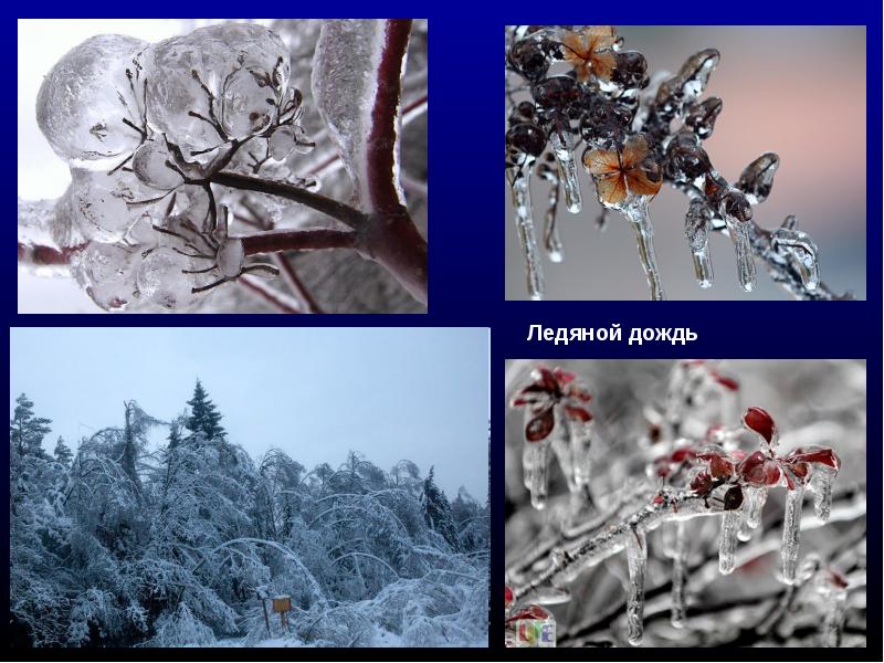 образование росы и инея. ледяной дождь слова. ледяной дождь слова. ледяной дождь. деревья во льду.