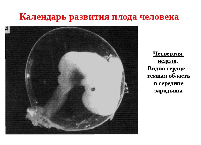 Развитие плода презентация