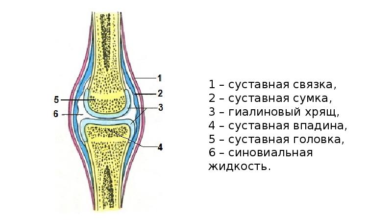 Суставная головка суставная впадина