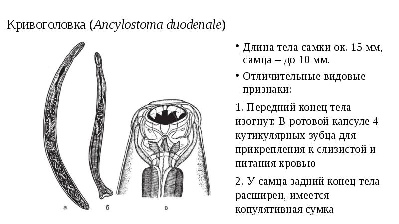 Кривоголовка