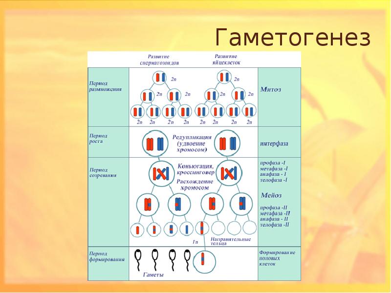 Гаметогенез схема таблица