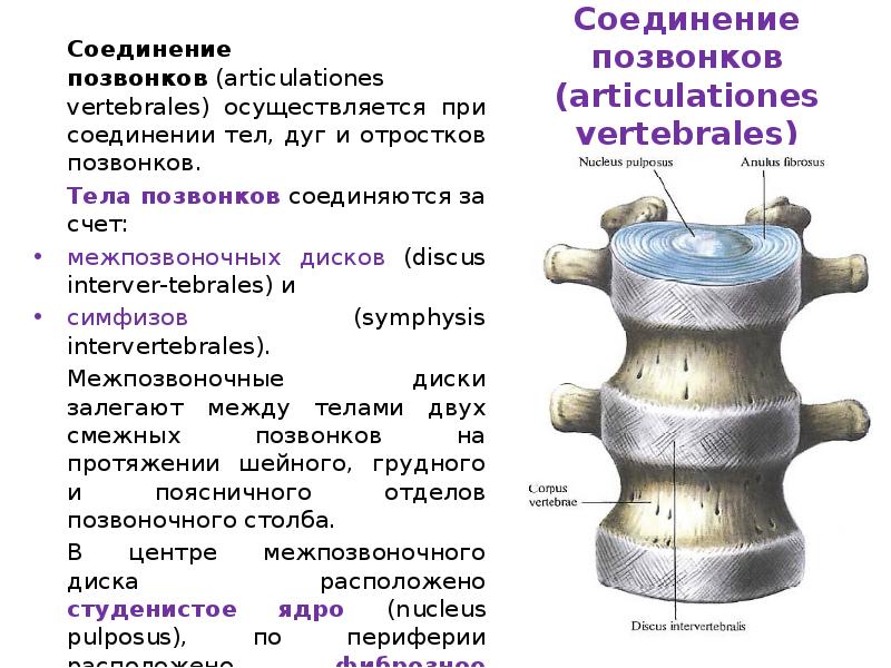 Соединения позвоночника