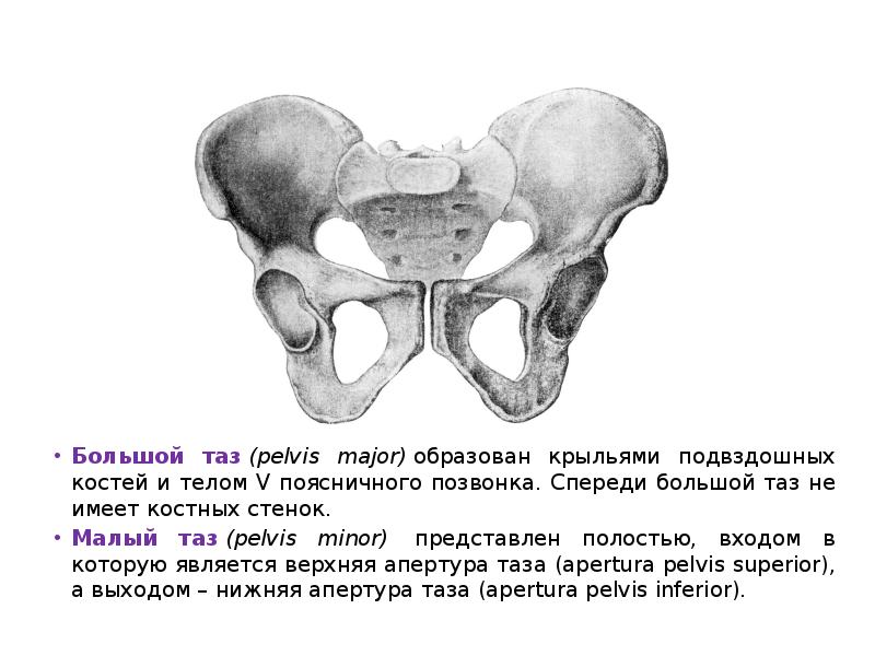 Большой таз. Крылья подвздошных костей. Передневерхние ости подвздошных костей. Таз анатомия в двух проекциях.