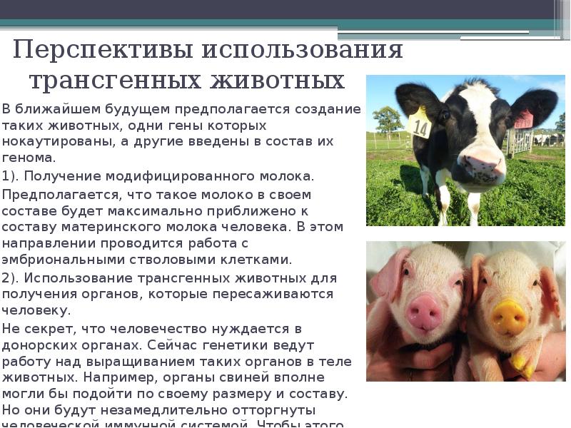 За и против использования трансгенных продуктов