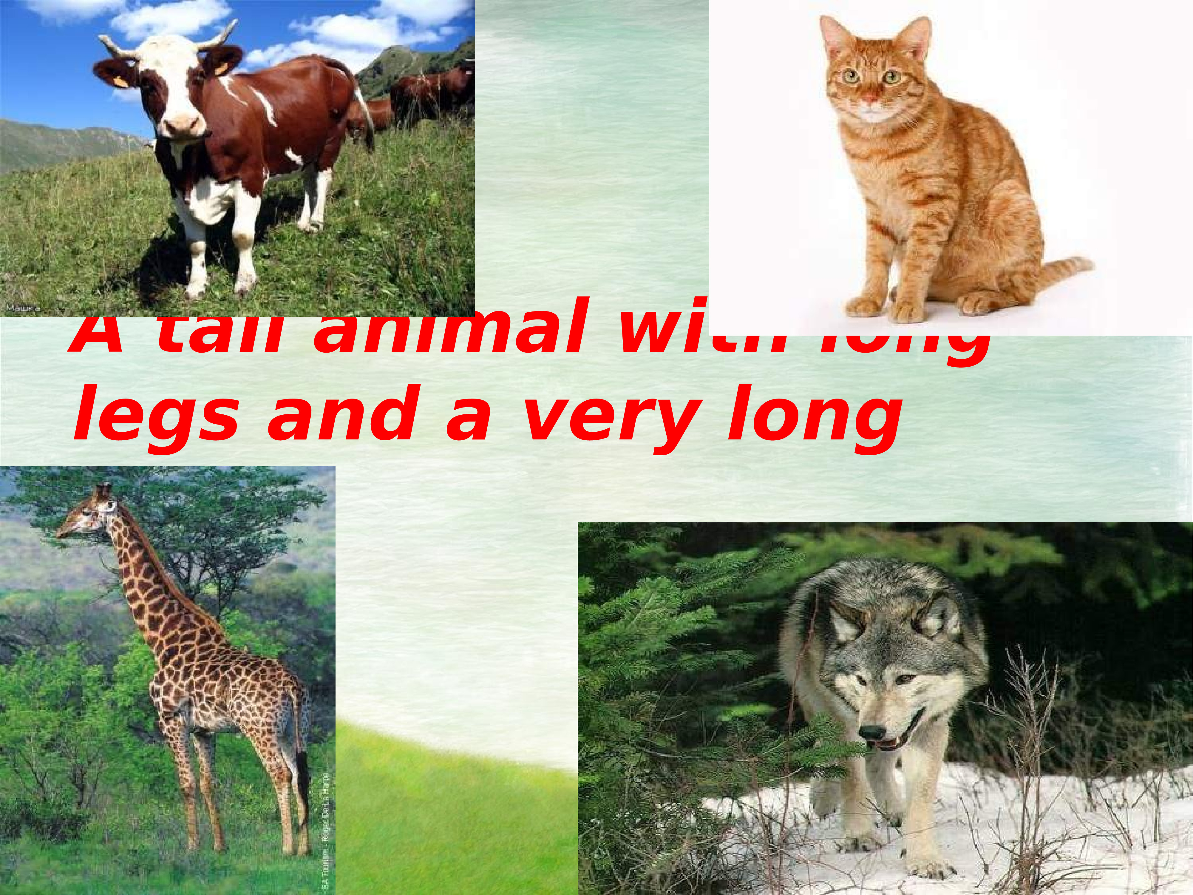 This animal is big. Животные Италия презентация. Как говорят животные доклад. What animal is it.