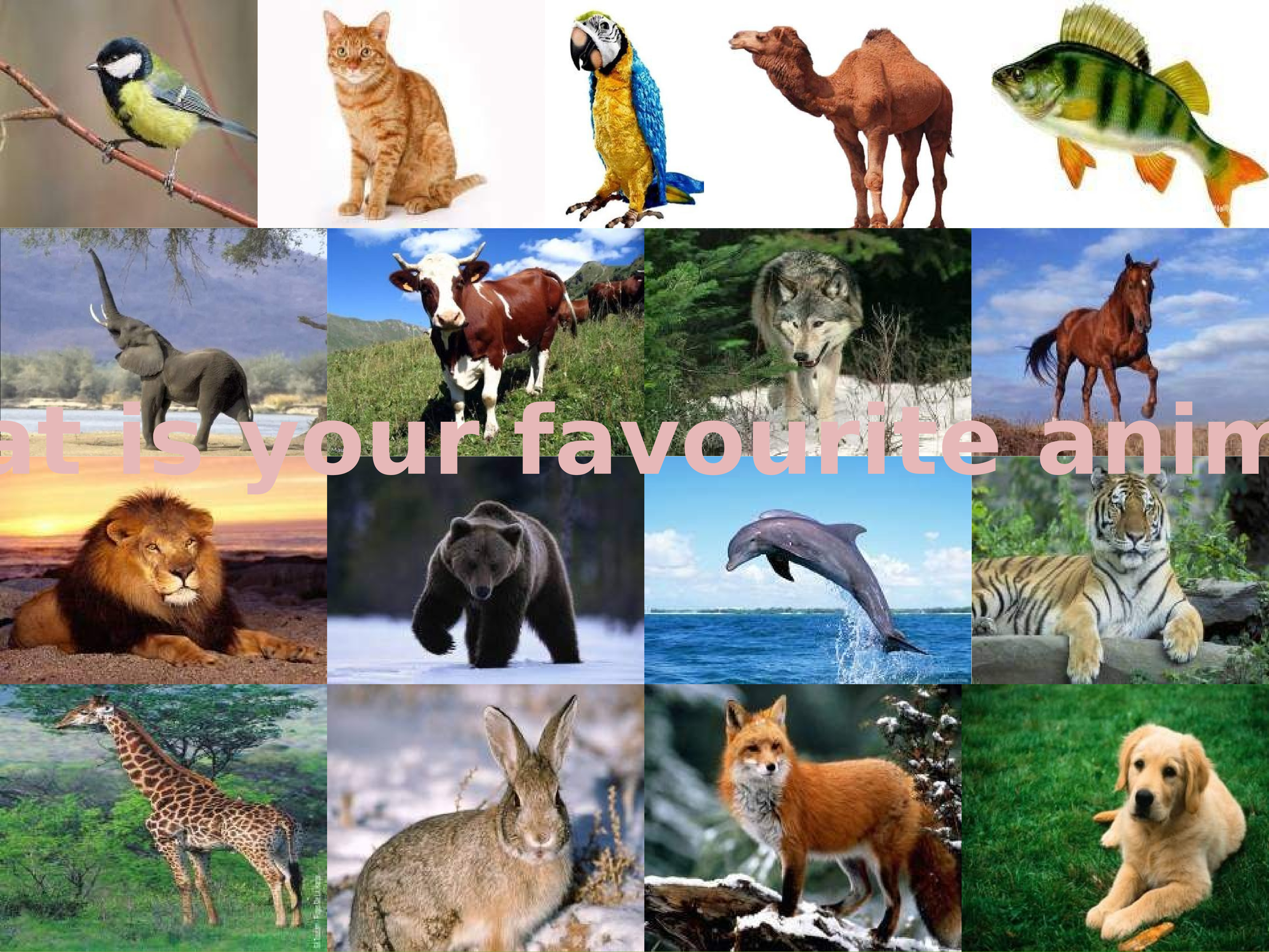 картинки окружающий мир животные