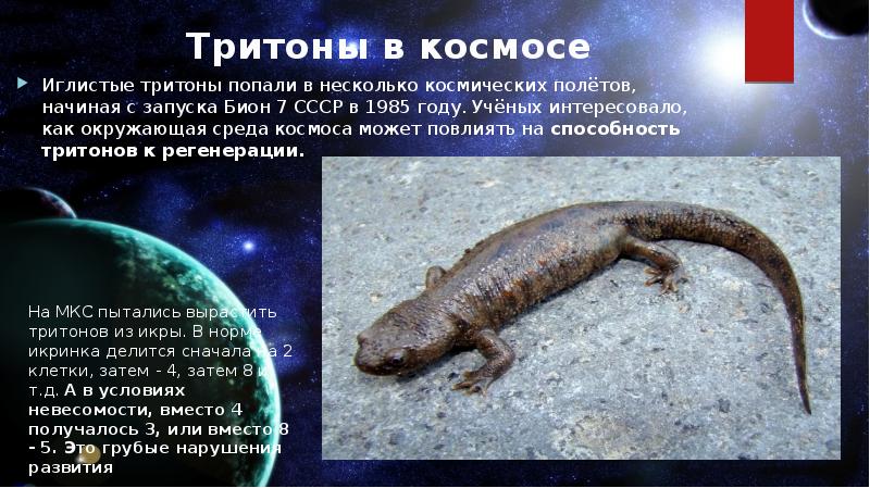 Тритон шаранутый космос