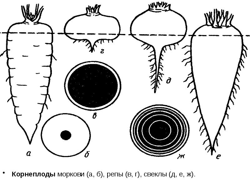 Морковь в разрезе рисунок