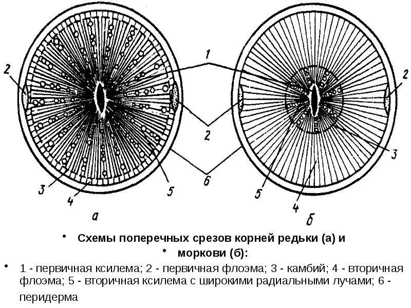 Из чего состоит морковь схема