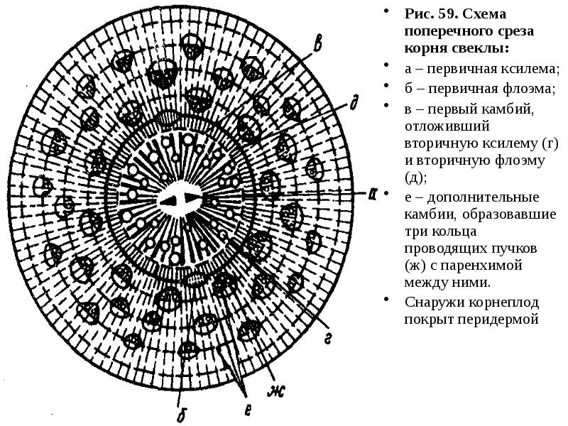 На рисунке а представлена схема поперечного среза