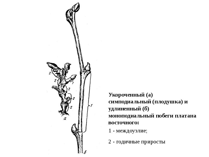 На рисунке показан укороченный побег древесного растения который называется