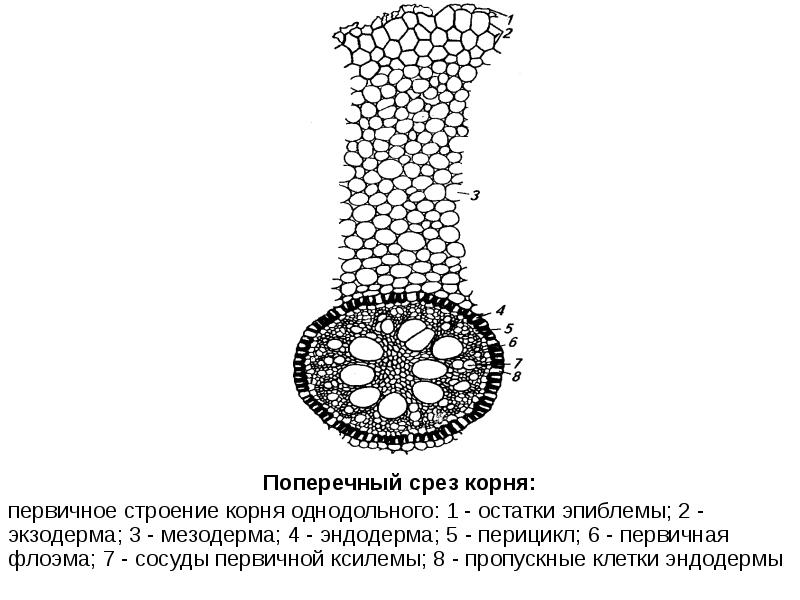 Рисунок первичное строение корня