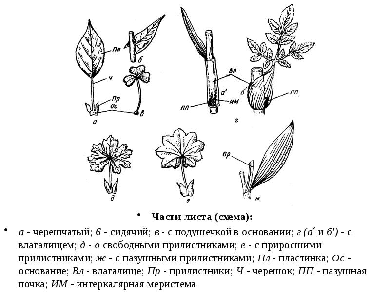 Сидячий лист схема