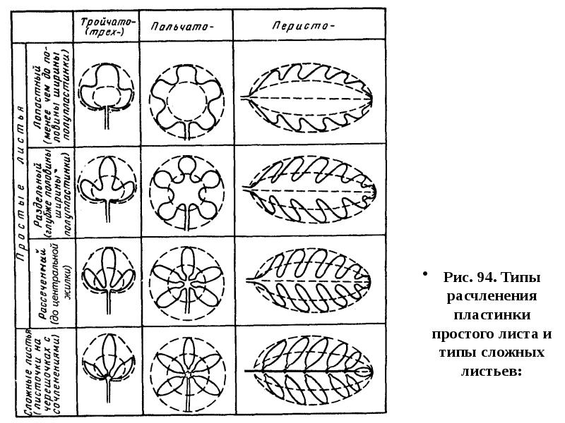 Строение простых листьев. Типы рассечения листовой пластинки. Степень рассеченности листовой пластинки. Форма листовой пластинки у риса. Формы листовой пластинки простого листа.