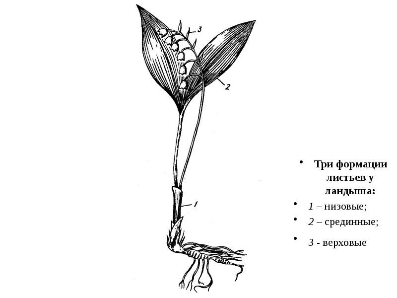 Корневище рисунок. Корневище ландыша строение рисунок. Низовые срединные и верховые листья. Строение цветка ландыша. Листья верховой формации.