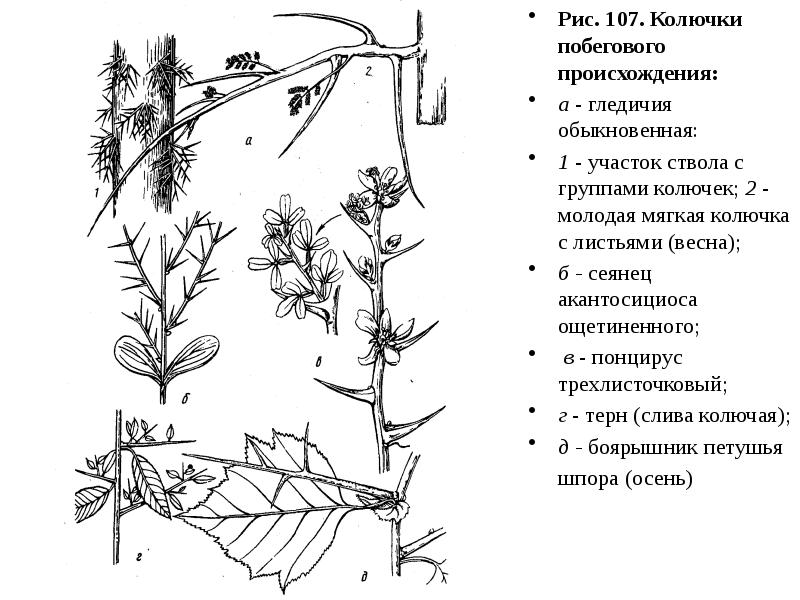 Какой тип развития характерен для волка обыкновенного изображенного на рисунке