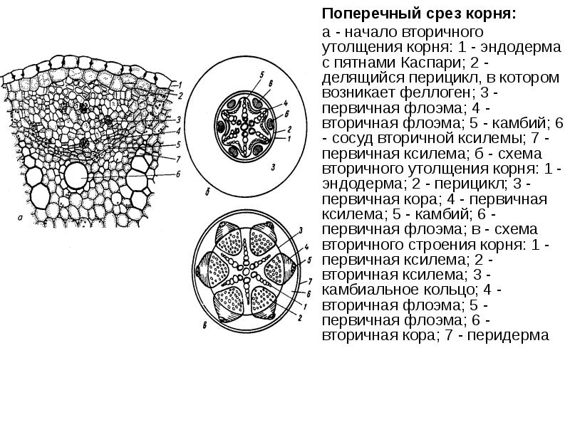 Схема поперечного среза семени