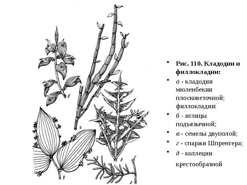 Филлокладии иглицы рисунок