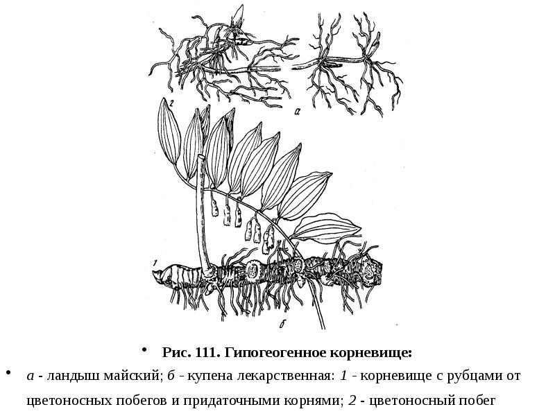 Корневище рисунок с подписями