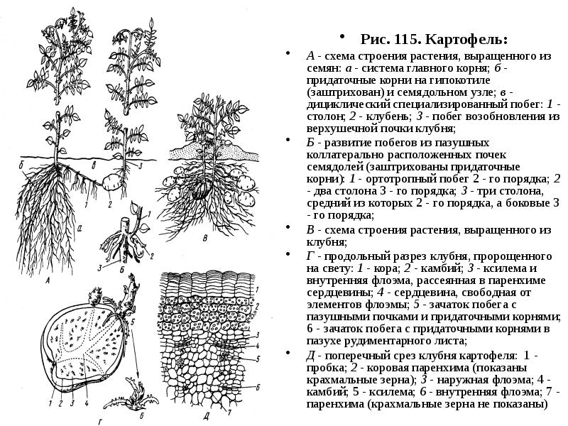 Картофель схема растения