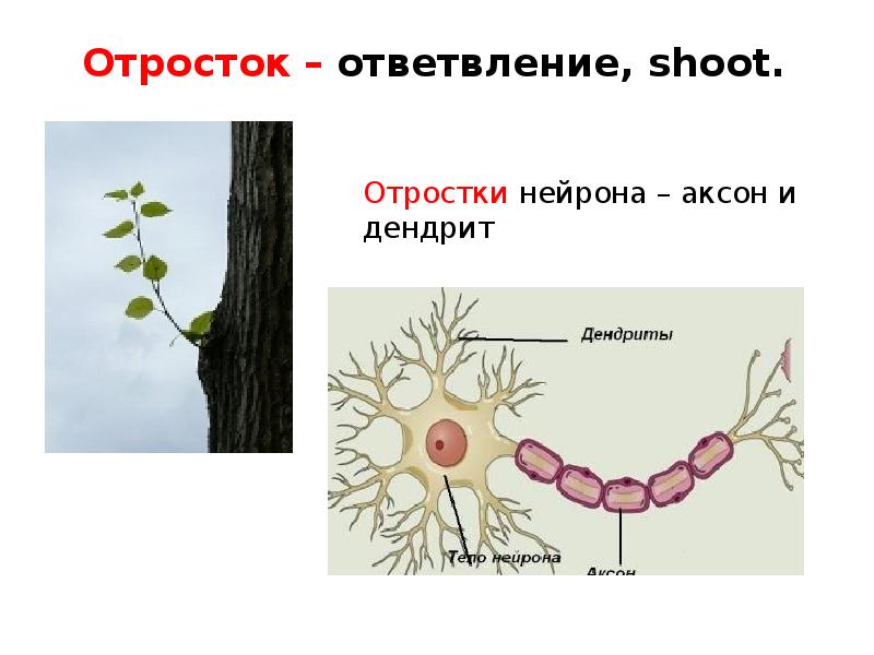 Отросток нервной клетки. Отростки нейрона. Аксон это отросток нейрона. Отростки нейрона: Аксон, дендриты..