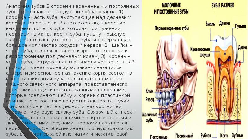 Анатомия постоянных зубов презентация